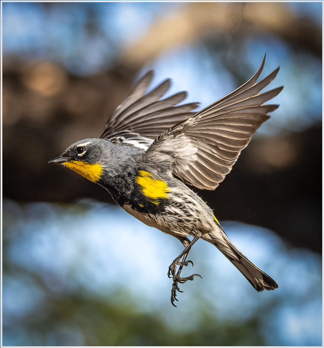 Fezell Nancy Yellow Rumped Warbler Nature   Ornithological   Class A 20251022